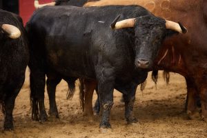 Los ejemplares de Domingo Hernández para hoy en Sevilla