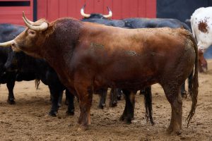 Los ejemplares de Domingo Hernández para hoy en Sevilla