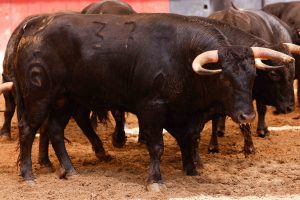 Orden de lidia para la primera novillada de abono en Sevilla