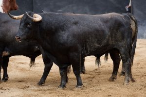 Orden de lidia de los toros de Garcigrande para Sevilla