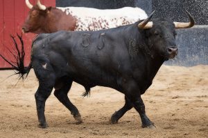 Orden de lidia de los toros de Garcigrande para Sevilla