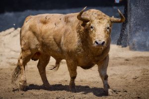Los toros de Jandilla-Vegahermosa para hoy en Sevilla