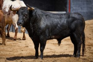Los toros de Jandilla-Vegahermosa para hoy en Sevilla
