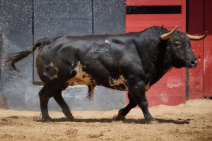 Los toros de Jandilla-Vegahermosa para hoy en Sevilla
