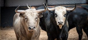 Orden de lidia para la novillada de esta tarde en Las Ventas