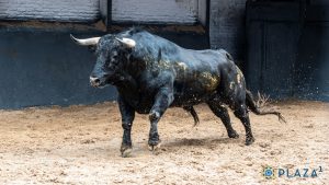 Orden de lidia para la novillada de esta tarde en Las Ventas