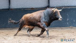 Orden de lidia para la novillada de esta tarde en Las Ventas