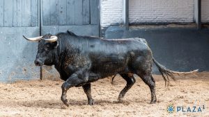 Orden de lidia para la novillada de esta tarde en Las Ventas