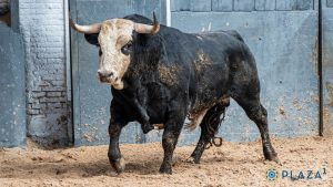 Orden de lidia para la novillada de esta tarde en Las Ventas