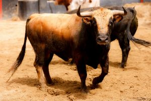 Los astados de El Parralejo para esta tarde en Sevilla