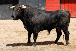 Sorteados los novillos para la final del Circuito de Andalucía