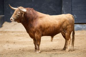 Los toros de Santiago Domecq para hoy en Sevilla