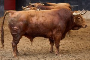 Los toros de Santiago Domecq para hoy en Sevilla