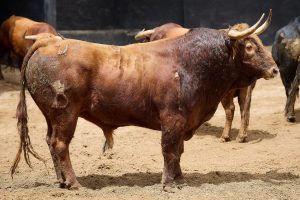 Los toros de Santiago Domecq para hoy en Sevilla
