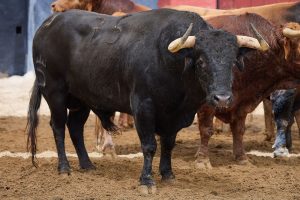 Los toros de Santiago Domecq para hoy en Sevilla