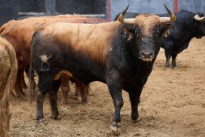 Los toros de Santiago Domecq para hoy en Sevilla