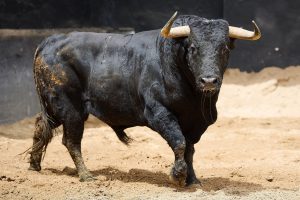 Los toros de Santiago Domecq para hoy en Sevilla