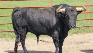 Sorteados los toros de El Torero para Sanlúcar de Barrameda