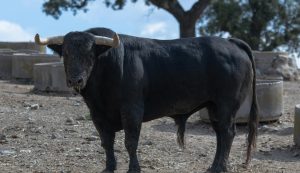 El ejemplar de El Torero para la concurso de Ávila