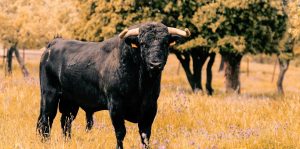 "Palmeño", el toro de Vellosino para la concurso de Ávila