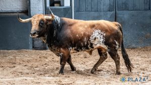 Orden de lidia para la Goyesca del 2 de mayo en Madrid