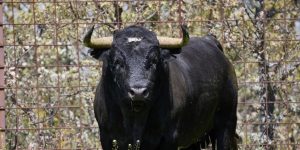"Chafado", el toro de Valdellán para la corrida concurso de Ávila
