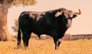José Enrique Fraile ante la corrida concurso de Ávila