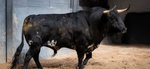 'Forajido', de Victoriano del Río, abre la Feria de San Isidro