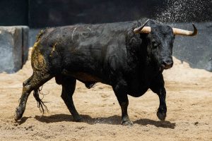Sorteo de los toros de Victoriano del Río para hoy en Sevilla