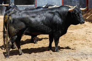 Sorteo de los toros de Victoriano del Río para hoy en Sevilla