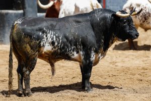 Sorteo de los toros de Victoriano del Río para hoy en Sevilla