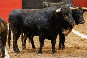 Sorteo de los toros de Victoriano del Río para hoy en Sevilla