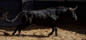 Los novillos de El Retamar para la primera de 'Cénate Las Ventas'