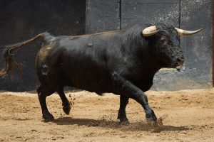 Los novillos de Fermín Bohórquez para esta noche en Sevilla