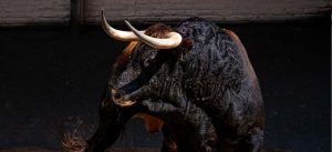 Los astados de Lagunajanda para esta tarde en Madrid