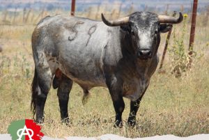 Los toros de Miura para hoy en Algeciras