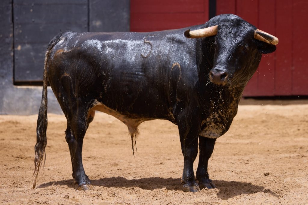 Los novillos de Murteira Grave para esta noche en Sevilla
