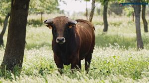 Los novillos de Pedraza de Yeltes para el inicio de Alicante
