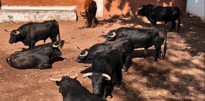 Sorteo de los astados de El Parralejo para Burgos