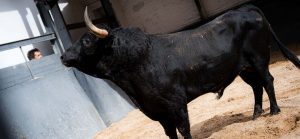 Sorteo de los toros de El Parralejo para Las Ventas