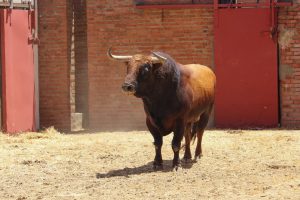 Orden de lidia para la primera corrida de la Feria de Algeciras