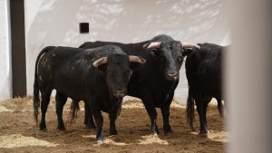 Los astados de Zacarías Moreno para Alicante