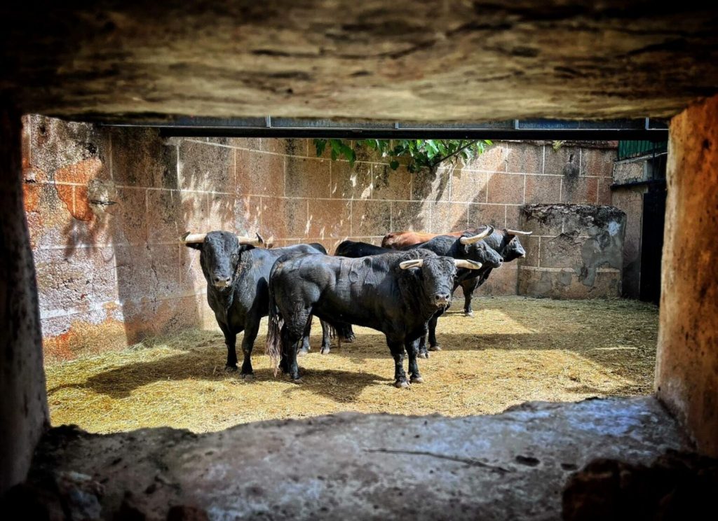 Los toros de Juan Pedro Domecq y El Pilar para Cáceres