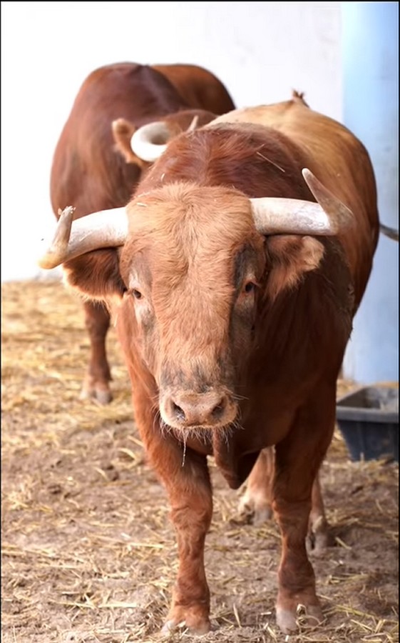 Los toros de Garcigrande para la alternativa de Marco Pérez