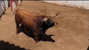 Orden de lidia de los ejemplares de Antonio Bañuelos para Soria