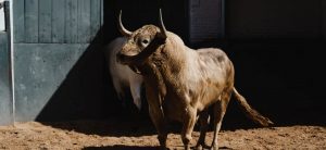 Orden de lidia de los toros de Jandilla para Las Ventas