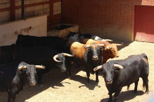 'Viñeto', de La Palmosilla, abrirá la tarde en Algeciras