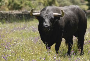 Los toros de Victoriano del Río para hoy en Alicante