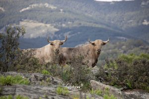 Reportaje de campo en la ganadería de Aurelio Hernando