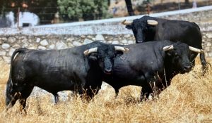 Los toros de Luis Algarra para el regreso de las figuras a Ondara